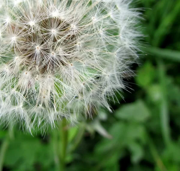 fotosesija siauliuose