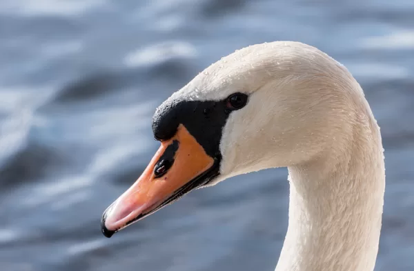 Fotosesija Siauliuose